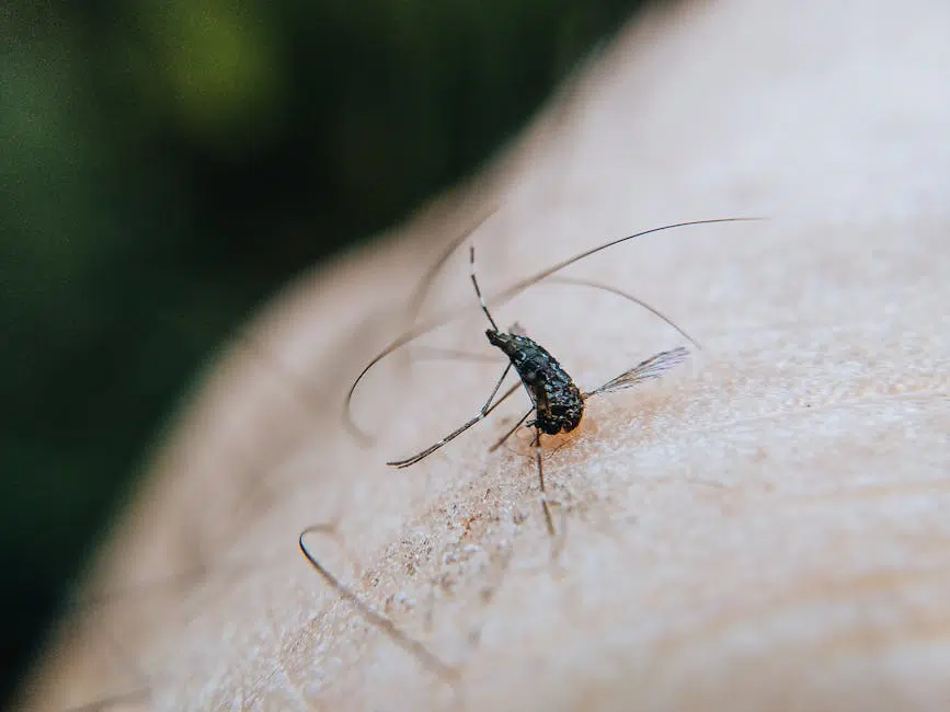 Andalucía activa un plan sin precedentes: la amenaza tropical del dengue y zika ya no es un riesgo lejano.